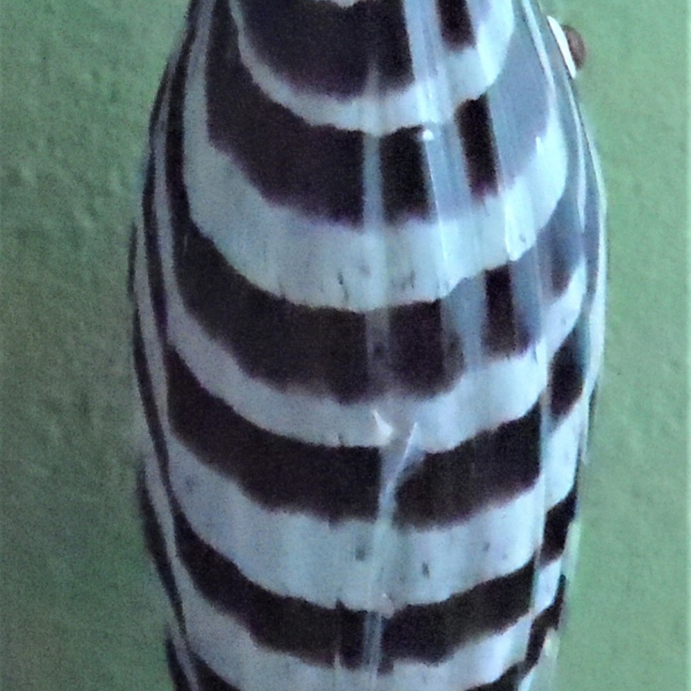 Hand Blown Striped Amethyst Glass Fish Vase/Bottle - Picture 4 of 7